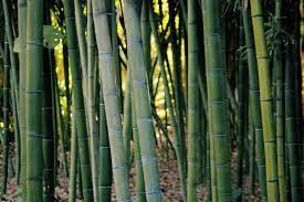 The bigger the pot size, the taller the bamboo. Bamboo Farming In The Us Bambu Batu