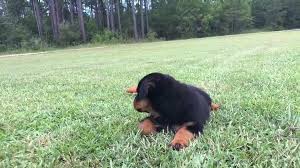 Maybe you would like to learn more about one of these? Mississippi Rottweiler Puppies Home Facebook