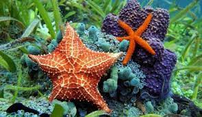Contohnya seperti bulu babi, bintang laut, dan teripang. Echinodermata Pengertian Ciri Struktur Klasifikasi Peran