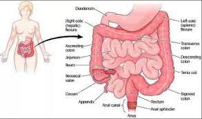 And the main influence on that level is time. How Long Does It Take A Healthy Man To Digest Beef Defecate Quora