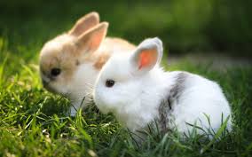 Free Pets And Animals Classified Petzlover Beautiful Rabbit Cute Animals Rabbit Wallpaper