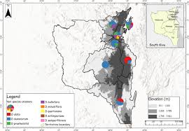 Image result for Dioscorea schimperiana