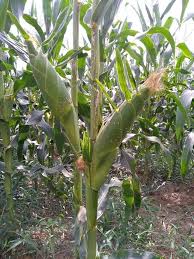 Cara menanam jagung tanpa olah tanah tot menanam jagung tanpa oleh tanah ini tidak bisa tips tanam jagung yang baik dan ideal adalah minimal 60 cm untuk lorong dan 25 cm untuk jarak. Cara Cara Tanaman Jagung Pejabat Pertanian Daerah Jasin Facebook