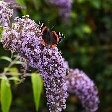 How do you attract butterflies to your yard? Buddleia Poquito Wisteria Lane 3l Br Shipping Included Oban Garden