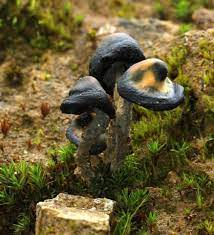 San Vincente Oaxaca Mexico 07 28 12 Myco Tek Org Stuffed Mushrooms Mushroom Fungi Edible Mushrooms