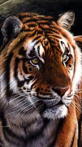 Best hd wallpapers of animals, desktop backgrounds for pc & mac, laptop, tablet, mobile phone. Tiger Art 4k Wallpaper 4 563