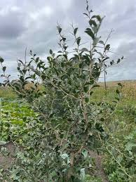 Image result for Coddia rudis