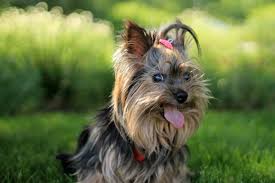Puppies for sale make a payment bill of sale deposit agreement. The Yorkshire Terrier Fun Feisty