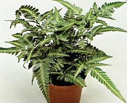 Image result for Rumohra