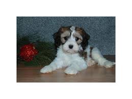 Ethically and lovingly raising corgis. Cavachon Puppies Petland Iowa City