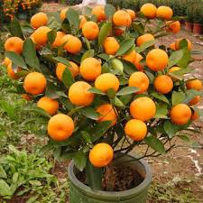1.9 out of 5 stars. 30pcs Edible Fruit Mandarin Bonsai Tree Seeds Citrus Seeds Bonsai Mandarin Orange Seeds Sale Banggood Com