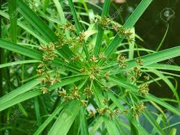 Image result for Cyperaceae