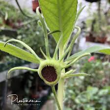 Image result for Dorstenia buchananii