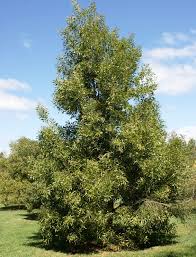 Image result for Acacia melanoxylon