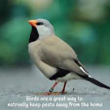 * 10% off on pest control, lawn care, and mosquito services. Dna Pest And Lawn Care Home Facebook