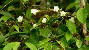 Image result for Bonamia