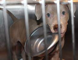 3 reviews of chicago ridge animal clinic dr j is a very nice man and truly loves animals. Pet Expert Steve Dale Reports On The Animal Welfare Of League Of Chicago