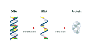 Each nucleotide consists of a nitrogenous base, a. Detailansicht Molecool Ch Molecool Kosmos Rna