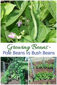 Growing Green Beans Pole Beans Vs Bush Beans Growing Green Beans Green Beans Garden Growing Beans