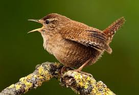 Zaunkonig Stimme Gesang Ruf Horen Vogel Als Haustiere Heimische Vogel Vogel Im Garten