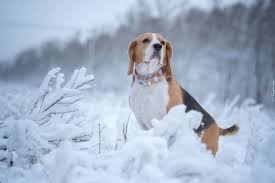 Korfantego.posiadamy duży wybór karm i akcesorii dla pieska i kotka. Pies Beagle Zima Osniezone Rosliny Piekne Tapety Na Twoj Pulpit Beagle Coonhound Puppy Dogs
