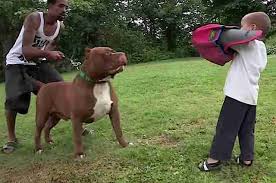 Giant Pit Bull Has Puppies And Its All Kinds Of Wrong