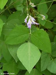 Image result for Amphicarpaea