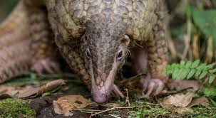 In our expert pangolin guide, learn about the world's only scaled mammal, how many species there are, and why they are threatened with extinction. Saving Pangolins