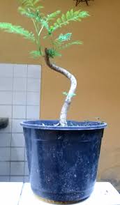 Muda De Jacaranda Mimoso De Bonsai Suculentas E Flores Facebook