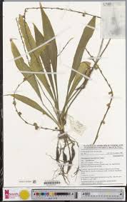 Image result for Chlorophytum sparsiflorum