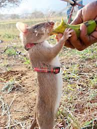 Having an exotic animal as a pet presents a tough challenge but it is without a doubt worth it. Gambian Pouched Rats Exotic Pets And Helpful Animals Pethelpful