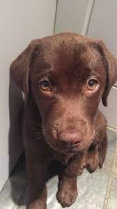 Find all breeds of puppies for sale and dogs for adoption near you in chattanooga, clarksville, knoxville, memphis, murfreesboro, nashville or tennessee. 900 Petango Ideas Pets Dog Adoption Dogs