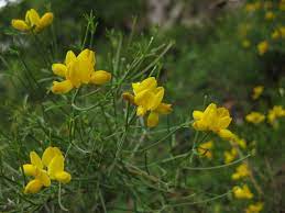 Genista Radiata L Scop Radiata Camera White Balance Exposure Time