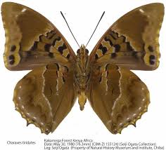 Image result for Hugonia platysepala