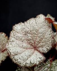 Image result for Begonia kisuluana