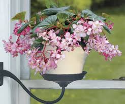 Maybe you would like to learn more about one of these? Fragrant Houseplants For An Aromatic Home Sunset Magazine