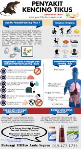 Penyakit kencing tikus atau juga dikenali dengan nama sainsnya leptospirosis ialah penyakit berjangkit yang disebabkan oleh bakteria leptospira yang disbarkan melalui haiwan. Pin Di Keperluan Dan Penyakit