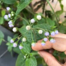 Image result for Ethulia conyzoides