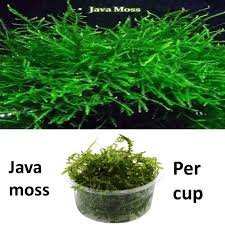 Menurut saya cara ini lebih murah walaupun sedikit rumit dan dengan cara ini kita tidak akan merusak moss tersebut. Java Moss Per Cup Tanaman Untuk Aquascape Aquarium Lazada Indonesia