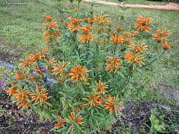 Image result for Leonotis