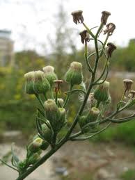Image result for Erigeron bonariensis
