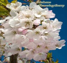 Order now for fall or spring. Flowering Trees In San Jose By Payless Hardware Rockery