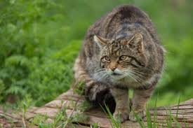 Terapia preventiva e farmaci sintomatici. Gatto Selvatico Caratteristiche Comportamento E Habitat I Miei Animali