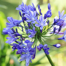 Image result for Agapanthus africanus