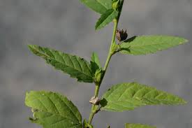 Image result for Sida acuta