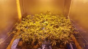 These lighting systems offer wattage much higher with a variety of high performing, hps grow light kits to choose from, it might become overwhelming trying to figure out which setup is right for you. 4 Days Into Flower 4 Plants Under A 400 Watt Hps Canadagrows