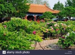 Download This Stock Image Tree Peonies Blooming In A Garden Within Jingshan Park In Beijing China Gf1rx1 From Alamy 39 S Lib Photo Tree Tree Peony Peonies