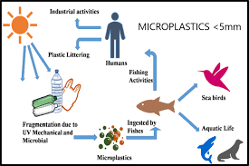 After that, the figures start to creep up again, he said. Effect Of Microplastics In Water And Aquatic Systems Springerlink