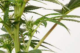 When most consumers pick up some bud from a dispensary or a coffee shop, they are getting a dried bud from a female cannabis flower. How To Tell If Your Plant Is Male Or Female Before Flowering Weedmaps