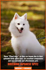 How To Breed Japanese Spitz Temperament Litter Size Health Faqs